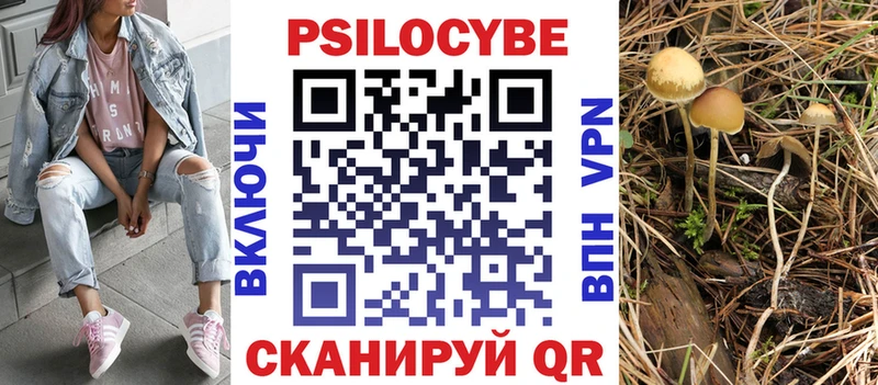 Галлюциногенные грибы Psilocybe  купить наркотики сайты  Цоци-Юрт 